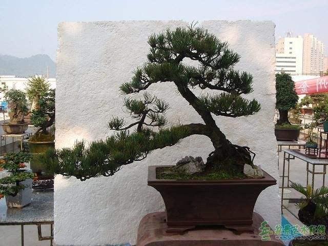 贵州遵义举行盆景花卉展