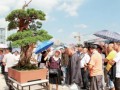 贵州省第二届盆景艺术展在六盘水开幕
