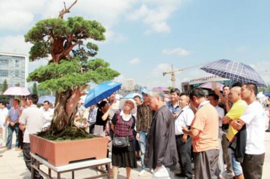 市民顶烈日观赏盆景 贵州省第二届盆景艺术展在六盘水开幕