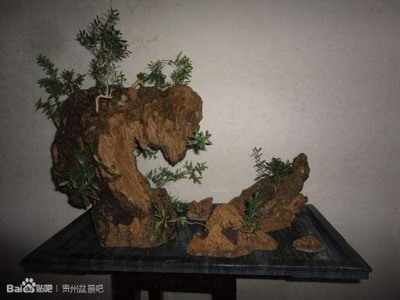 湘潭雅贼偷盆景 摆家中欣赏