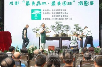 成都百花潭公园免费赏盆景还有大师指导