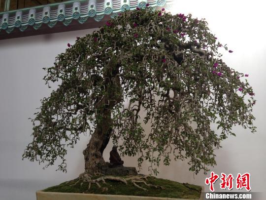 中国盆景展昆明开幕 价值百万盆景夺人眼球