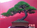 中国盆景展昆明开幕 价值百万盆景夺人眼球