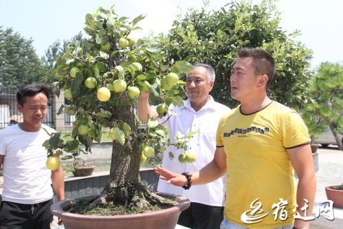 宿迁市区首届盆景展将开幕 200余盆各式盆景免费展出