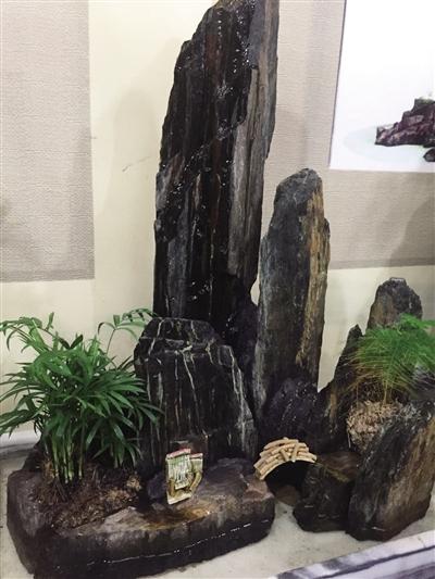 寄情山水方寸间 七旬翁的盆景乐(图)