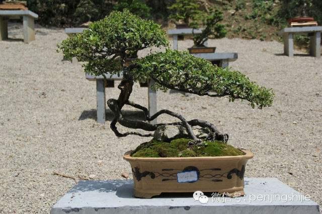 大型花卉盆景扮靓西宁