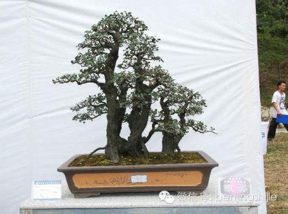 “联通杯”安顺风光书画摄影暨黄果树盆景园作品大赛启动