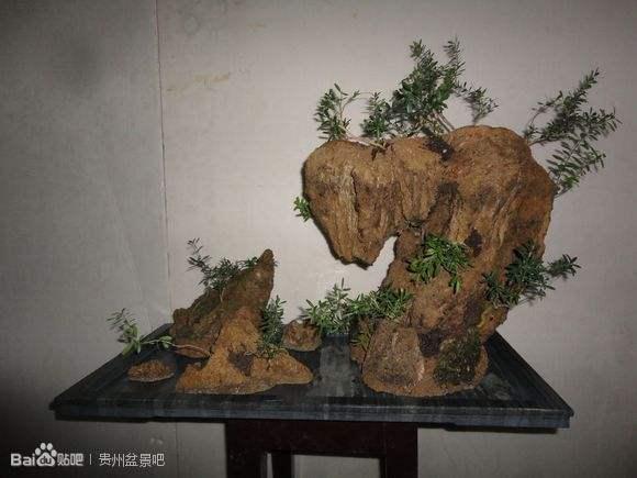 珍珠串项链 盆景做公园:瀑乡安顺 全域旅游 处处皆景