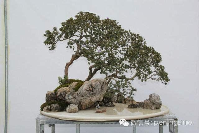 云南在甘肃推“上帝的盆景”石林游展示彝族风情