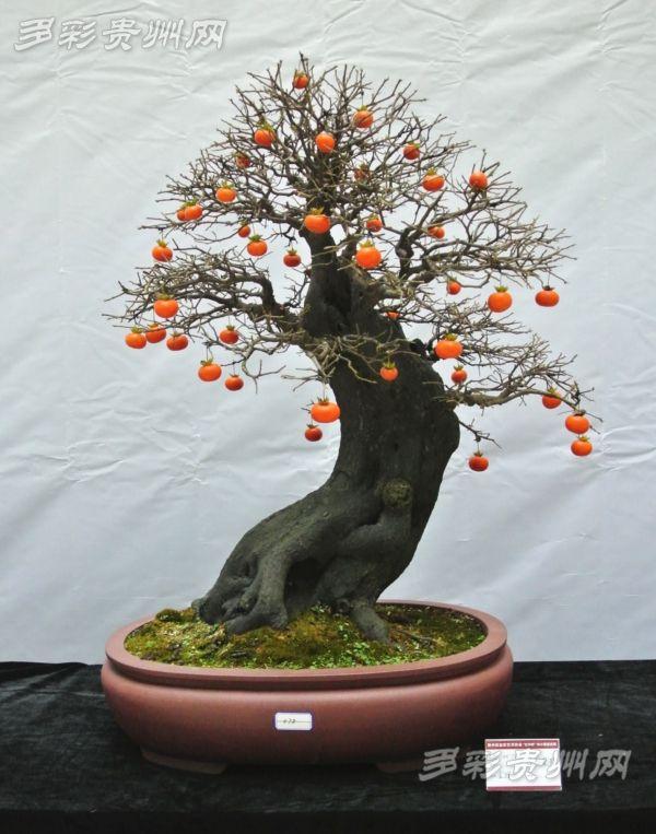 云南省第三届盆景展落幕 金奖盆景估价26万元