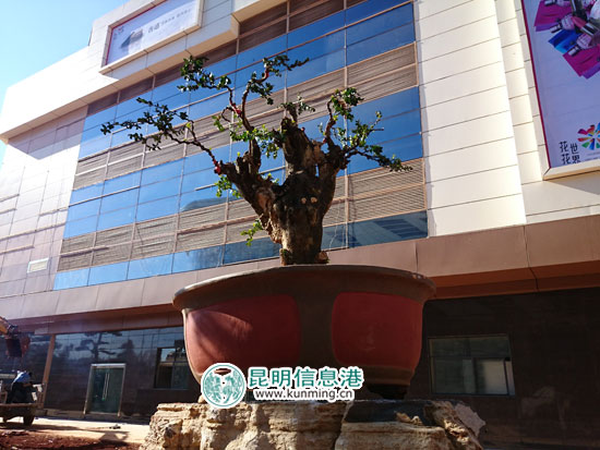 云南国际花卉展盆景展双展将首次联袂落地斗南