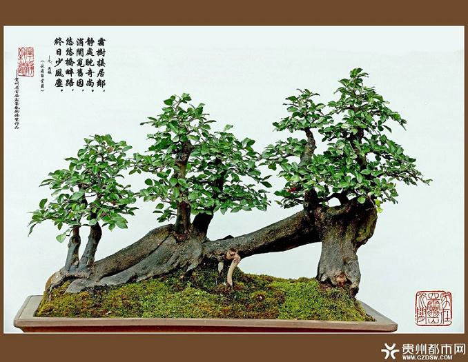 云南盆景协会出台《云南盆景艺术大师评审标准》