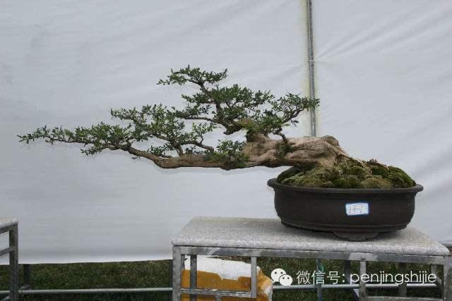 云南昆明举办中国盆景精品邀请展【高清组图】