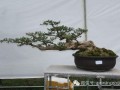 云南昆明举办中国盆景精品邀请展高清组图