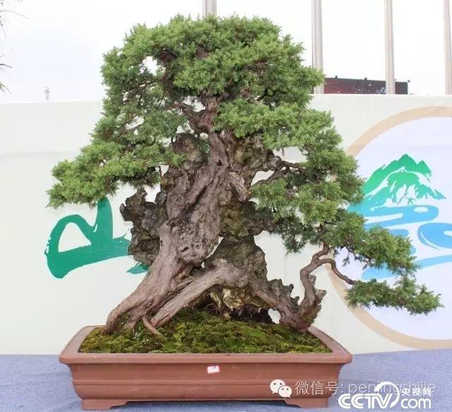 云南新益洲首届奇石多肉展亮相 打造全年无休盆景展