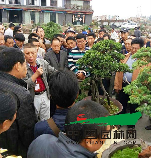云南：昭通举办第五届盆景赏石根艺精品展