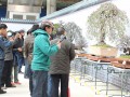 云南昆明花博会盆景展双展联袂首次落地斗南