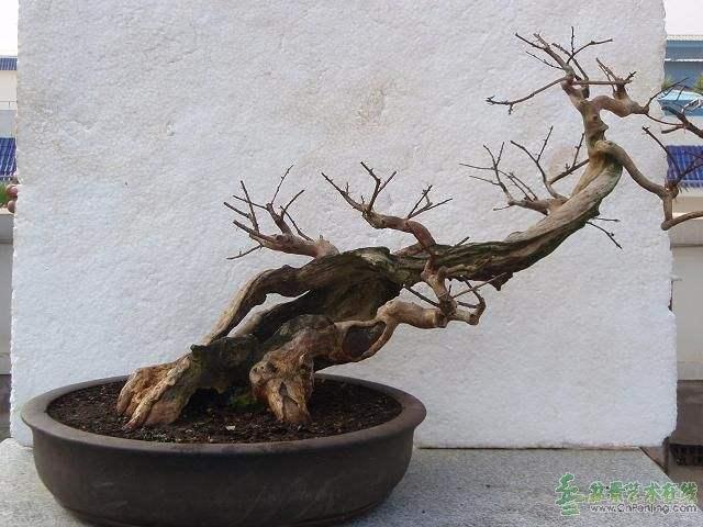 云南:弥勒市将举办首届盆景精品邀请展