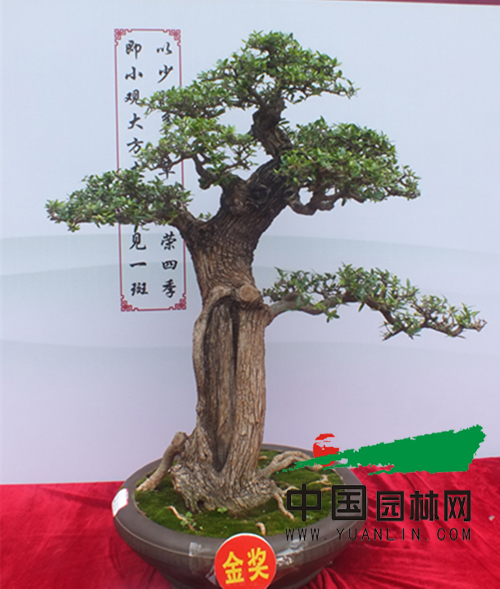 云南红河盆景艺术展启幕 乡土树种同台媲美唱主角