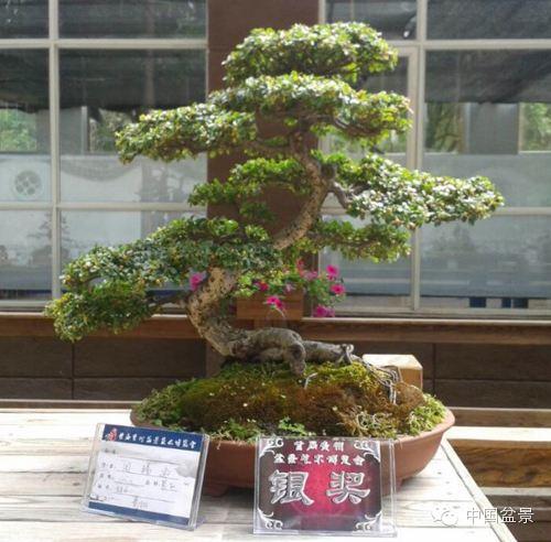 云南：中国盆景艺术大师赴丽江传经送宝