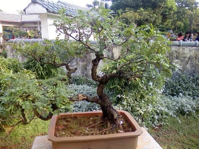 昆明东川区成立盆景赏石协会