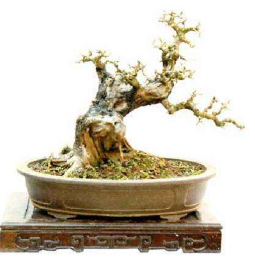 昆明第二届国际赏石根艺盆景展元旦亮相