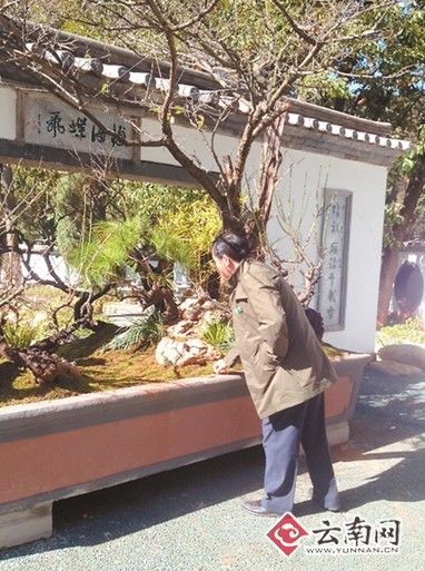 昆明黑龙潭现“巨无霸”盆景 整盆重达2.8吨