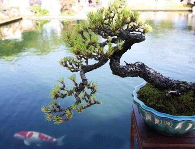 昆明盆景展精品树桩盆景亮相