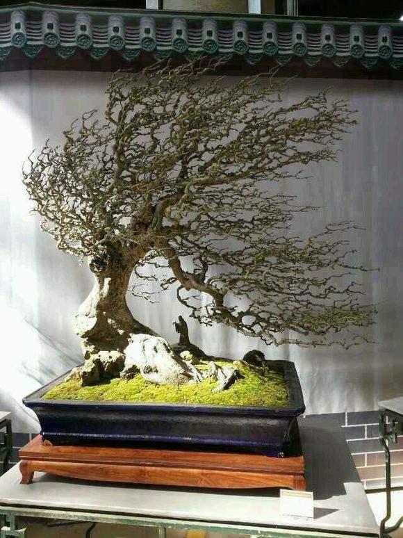 2015年昆明（斗南）中国盆景精品邀请展即将启幕