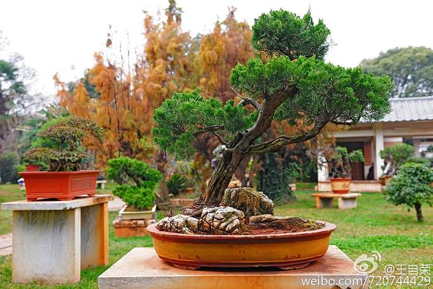 昆明:大观公园新盆景园22日向游客开放