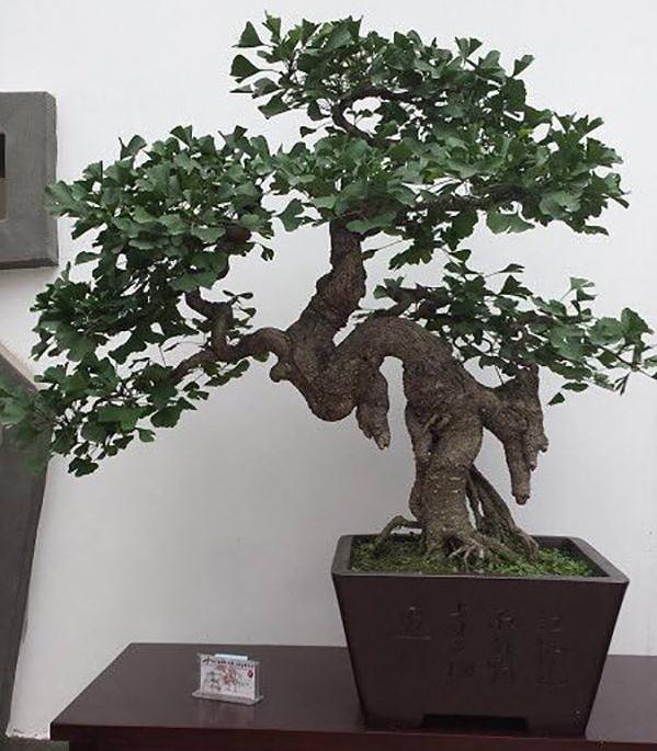 昆明度假区街头盆景1个月被偷三四千盆