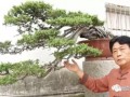 谈谈盆景大师王恒亮