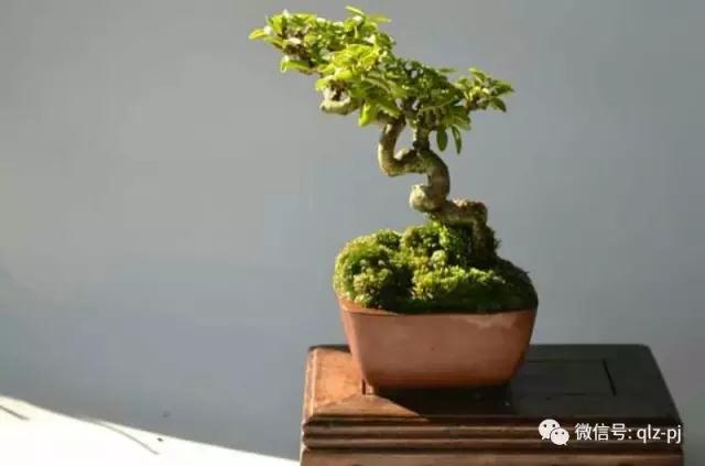 发一株水松盆景给你 这是我用15年时间