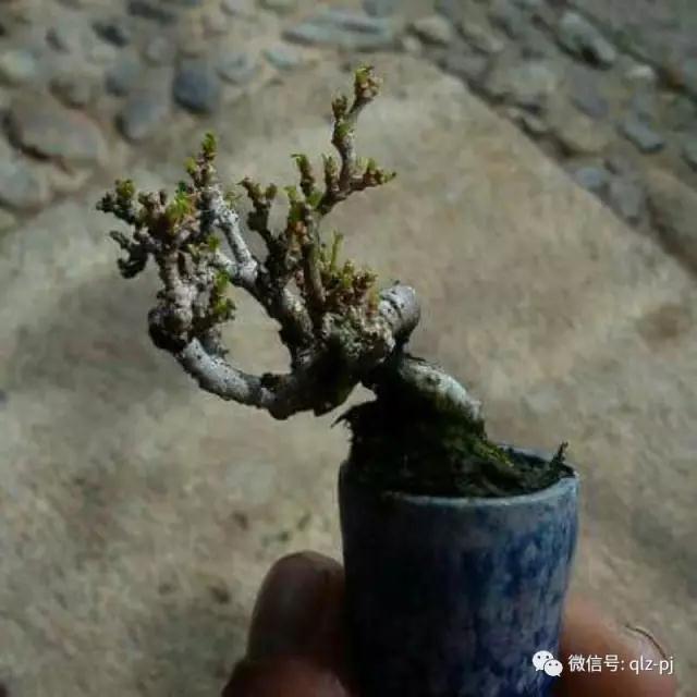 发一株水松盆景给你 这是我用15年时间