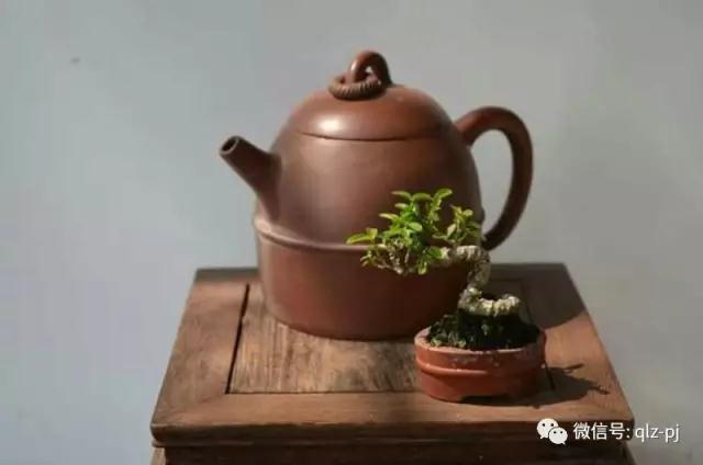 我用15年时间制作的水松盆景 图片