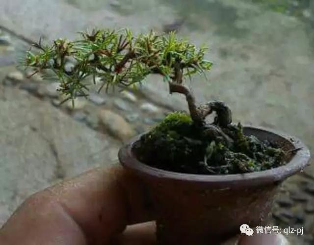 我用15年时间制作的水松盆景 图片