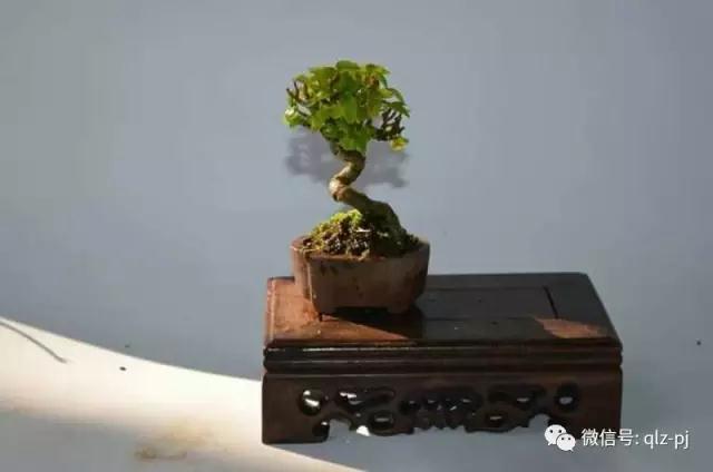 我用15年时间制作的水松盆景 图片