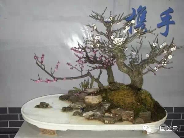 丽江古城盆景展300多盆花卉盆景精彩亮相