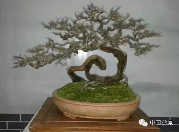 第三届丽江市滇西北（木府）盆景艺术展元旦节举办