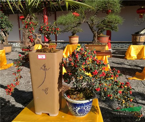 丽江盆景盛宴凸显地方特色 树种丰富精品众多韵味十足
