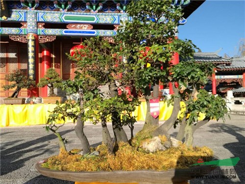 丽江盆景盛宴凸显地方特色 树种丰富精品众多韵味十足