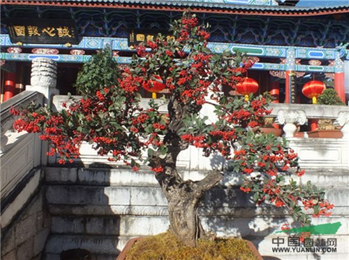 丽江盆景盛宴凸显地方特色 树种丰富精品众多韵味十足