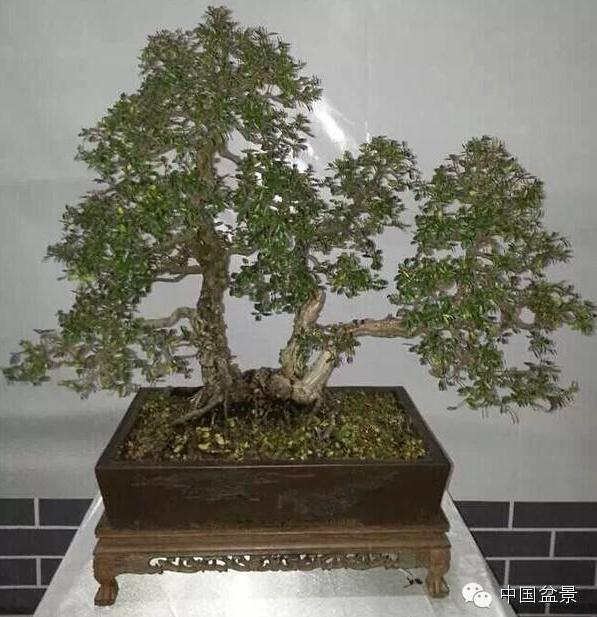 中国红河（建水）第三届奇石根艺盆景古玩精品展