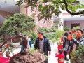 文山奇花异草盆景根艺纷纷走入寻常百姓家