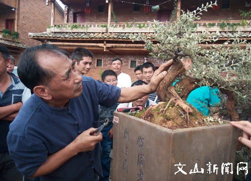 王选民正在示范制作盆景