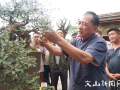 中国盆景艺术家协会专家到文山丘北县指导交流盆景艺术
