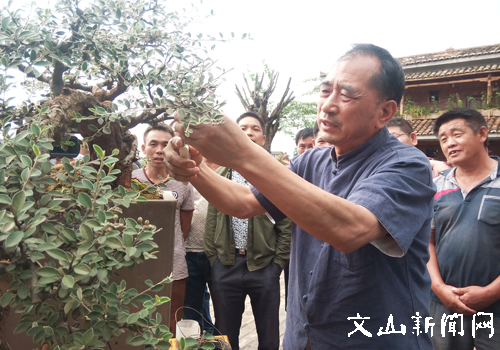 中国盆景艺术家协会专家到文山丘北县指导交流盆景艺术