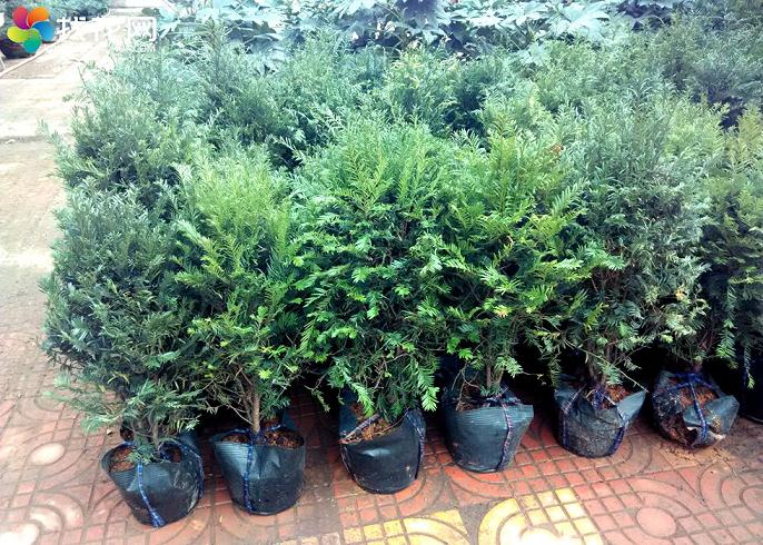 无锡15000棵红豆杉盆景与绿化苗扎根西藏