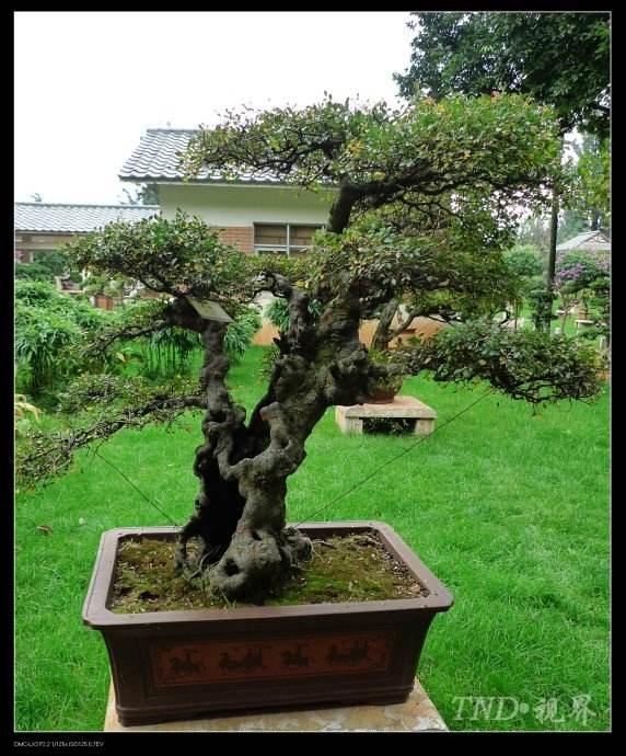 第八届中国盆景博览会将于陕西安康举行