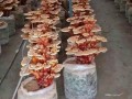 陕西杨凌活体灵芝盆景陆续上市